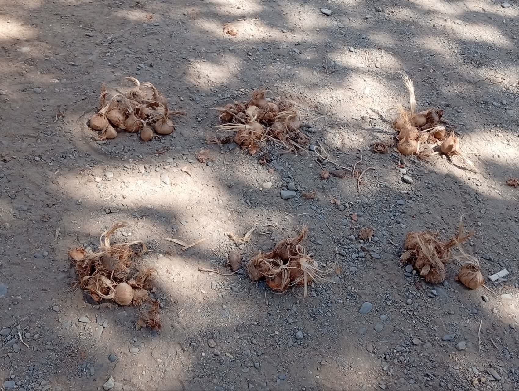 پیاز زعفران . خرید و فروش .گنجینه فاضل .نیشابور. ارسال .09151534439///09126049747.فاضل