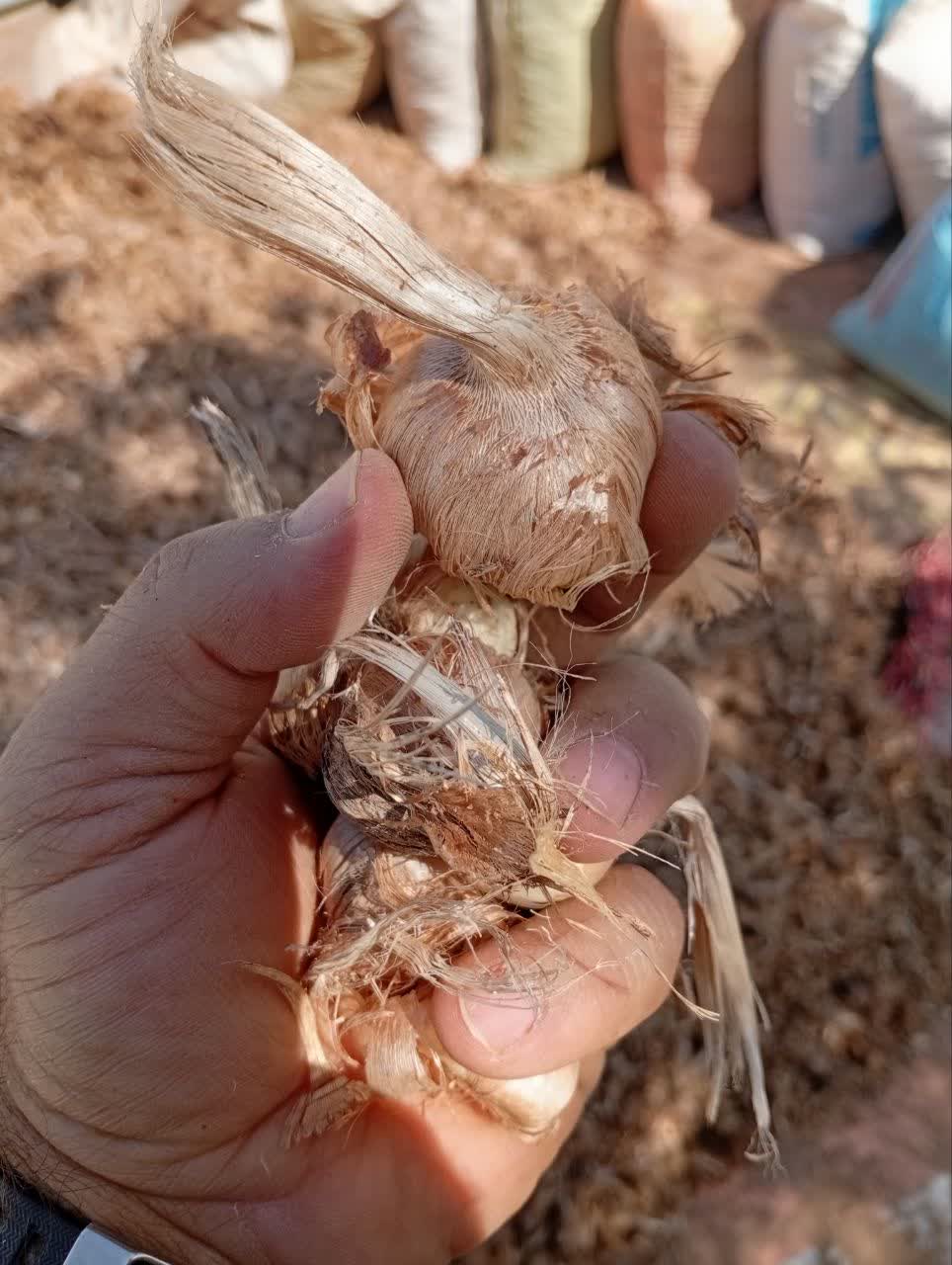 پیاز زعفران . خرید و فروش .گنجینه فاضل .نیشابور. ارسال .09151534439///09126049747.فاضل