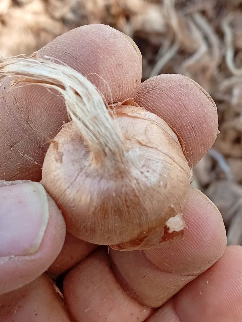 پیاز زعفران . خرید و فروش .گنجینه فاضل .نیشابور. ارسال .09151534439///09126049747.فاضل