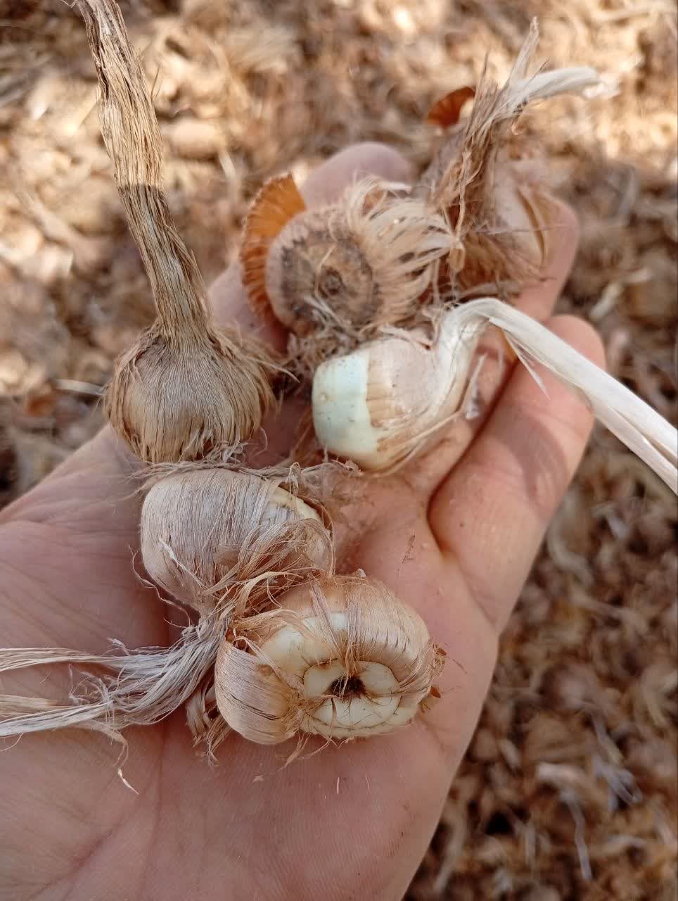 پیاز زعفران . خرید و فروش .گنجینه فاضل .نیشابور. ارسال .09151534439///09126049747.فاضل