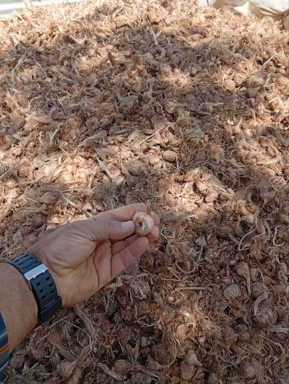 پیاز زعفران . خرید و فروش .گنجینه فاضل .نیشابور. ارسال .09151534439///09126049747.فاضل